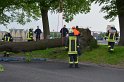 Baum auf Fahrbahn Koeln Deutz Alfred Schuette Allee Mole P608